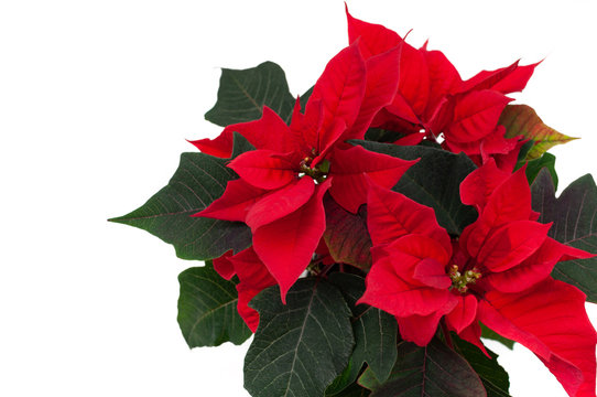 Christmas star or euphorbia, traditional christmas plant. Bright red and green colors. Top view.
