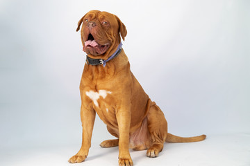 Dogue de Bordeaux sitting smiling with tongue sticking out in studio with gray background- full body