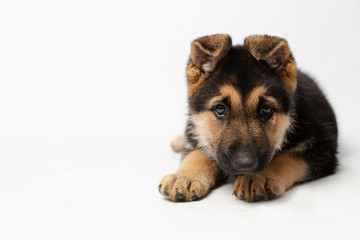 Cute puppy lying in surveillance potion - German shepherd puppy with intrigue expression