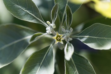 Flower of an ashwagandha plant, Withania somnifera