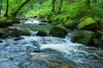 River Fowey and the Golitha Falls