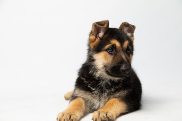 German shepherd puppy attentively looking sideways - full body - puppy on white background
