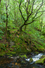 Obraz premium River Fowey and the Golitha Falls