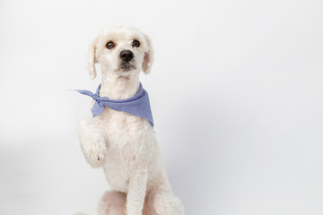 Fototapeta premium French poodle sitting raising a paw with a scarf on his neck in the studio with white background