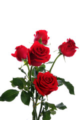 five dark red roses