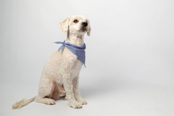Poodle dog sitting looking up in studio with white background- full body