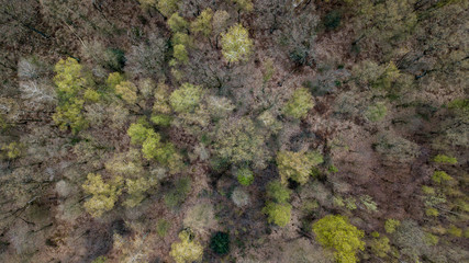 Wald