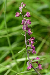 Rotbraune Stendelwurz, Blüten