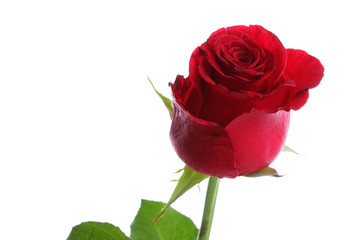 Single red rose flower