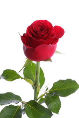 Fototapeta premium Single red rose flower