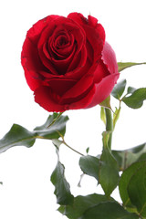Fototapeta premium Single red rose flower