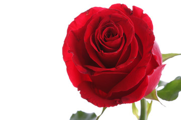 Single red rose flower