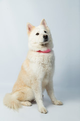 Portrait of siberian husky sitting concentrated looking sideways - full body