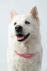 Portrait of siberian husky smiling and sticking out his tongue- dog with heterochromia