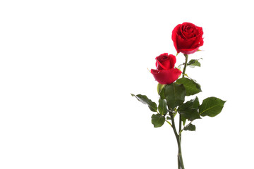 Obraz premium Red roses flower