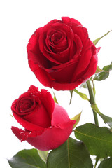 Two red roses flower