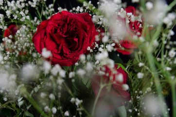 Beautiful red flowers
