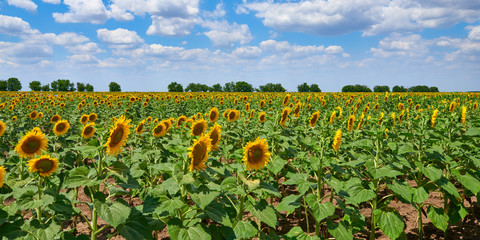 Fototapeta na wymiar Panorama view of the sunflowers field with bright summer sky at background.