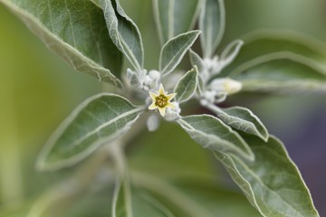 Flower of an ashwagandha plant, Withania somnifera