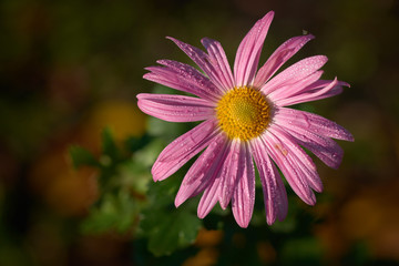 Obraz premium Blooming autumn flower in the morning dew.