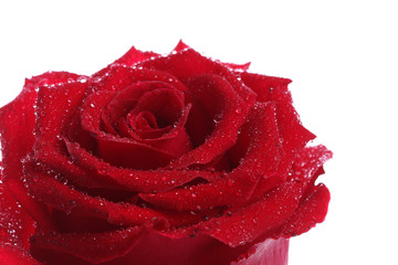 Close up red rose with dew