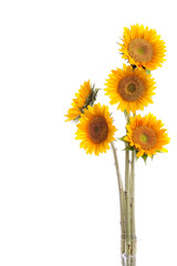 Naklejka premium beautiful sunflowers