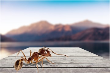 Small working ant on a wooden frame against the mountains in nature