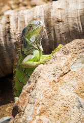 Green lizard sunbathing on the rocks