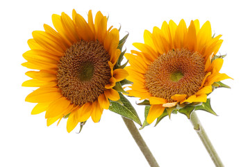 Obraz premium Fresh and beautiful sun flower on the white background