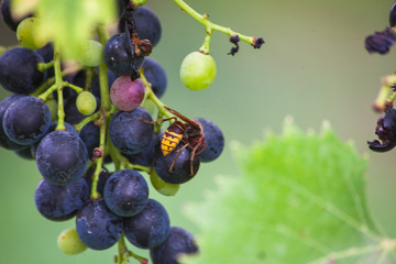  wasps and grapes