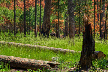 Fototapeta na wymiar Buffalo in Pine forest 