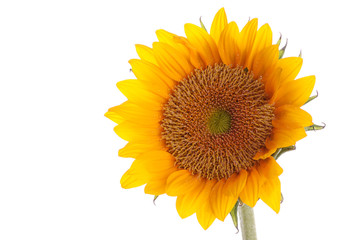 Fresh and beautiful sun flower on the white background