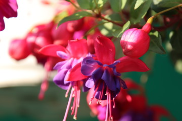 pink flower