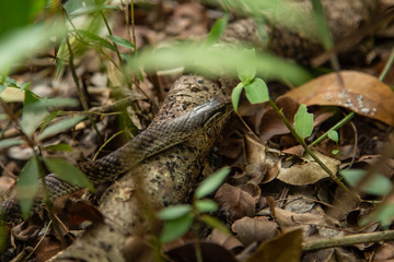 snake on a log