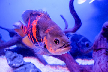 Oscar fish, Astronotus ocellatus. Tropical freshwater fish in aquarium. tiger oscar, velvet...