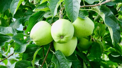 Apfelplantagen bei Meran, Apfelanbau in Südtirol