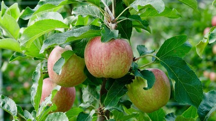 Apfelplantagen bei Meran, Apfelanbau in Südtirol