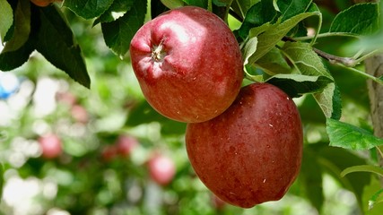 Apfelplantagen bei Meran, Apfelanbau in Südtirol