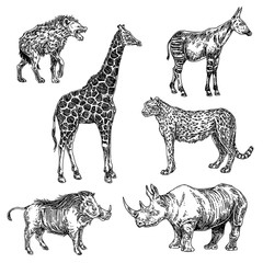 Set of african animals. Giraffe, okapi, warthog, hyena, rhino, cheetah. Sketch. Engraving atyle. Vector illustration.