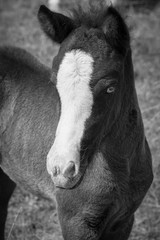 Fototapeta premium Islandfohlen mit hellen Augen