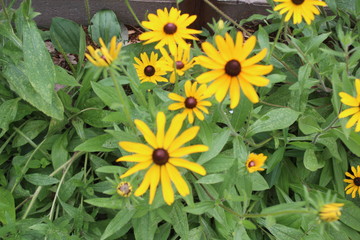 yellow flowers in garden
