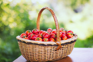 Wicker basket full of cherry tomatoes . Freshly harvested organic tomatoes. Small red tomatoes.