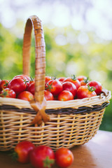 Freshly harvested organic tomatoes. Small red tomatoes. Home grown cherry tomatoes.