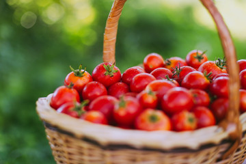 Wicker basket full of cherry tomatoes . Freshly harvested organic tomatoes. Small red tomatoes.