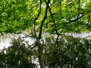 a tree with branches branching into the calm lake water, an unspeakable sky