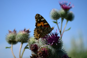 beautiful orange butterfly on a pink flower in the field
