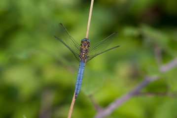 libellula su un ramoscello al sole