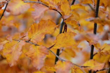 yellow autumn leaves