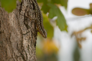 primo piano della lucertola su un albero