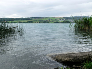 cloudy morning without sun. calm lake, beautiful branches curved into the water, green grass on the lake shore
